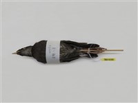 藏品(八哥)的圖片